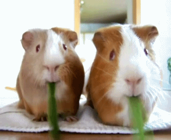 guinea-pigs